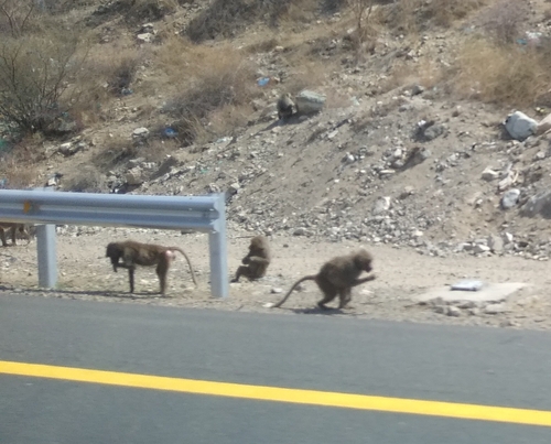 Hamadryas Baboon