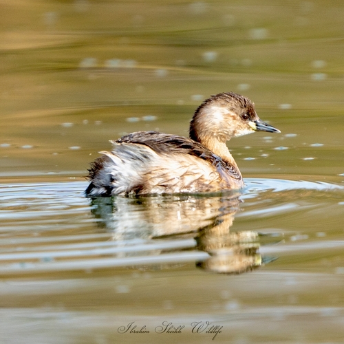 Little Grebe