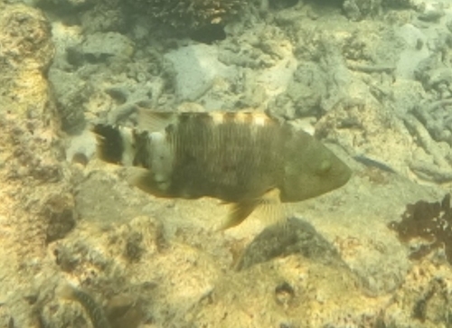 Cheilinus trilobatus observed 2026-10-12