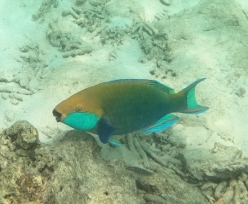 Scarus prasiognathos observed 2026-10-12