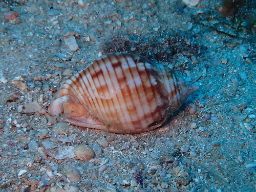 Semicassis granulata observed 2026-10-11