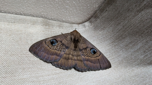 Southern Moon Moth