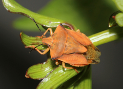 Carpocoris fuscispinus