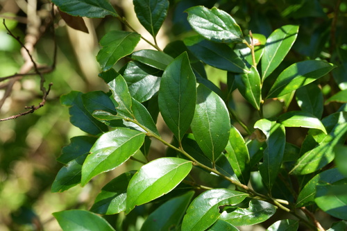 Lindera communis observed 2026-09-27
