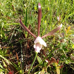 Cleistesiopsis