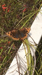 Junonia genoveva