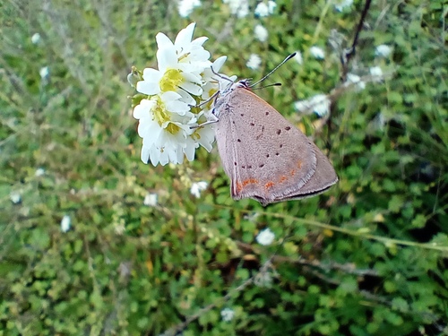Small Copper