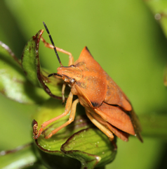 Carpocoris fuscispinus