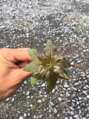 Lysimachia quadrifolia