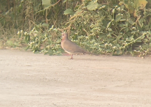 Laughing Dove