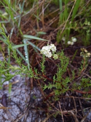 Polygonum dentoceras