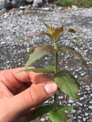 Lysimachia quadrifolia