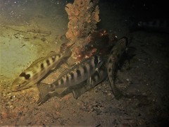 Helotes octolineatus