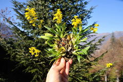 Oncidium cheirophorum