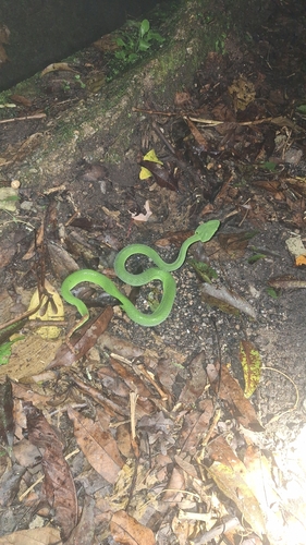 Trimeresurus popeiorum observed 2026-10-12