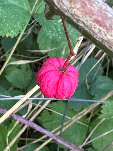 Spindle