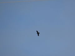 Common Raven