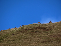 Red Deer