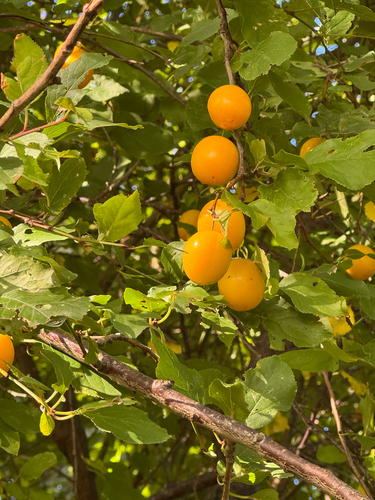 Cherry-plum