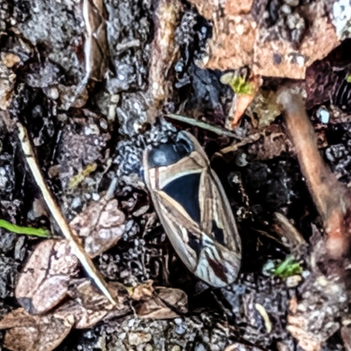 Xanthochilus quadratus
