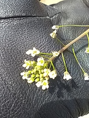 Capsella bursa-pastoris