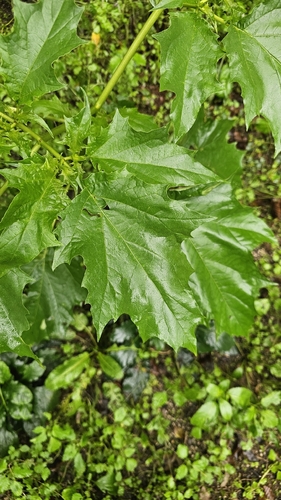 jimsonweed