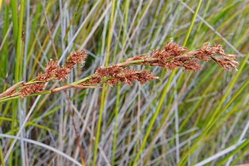 Machaerina rubiginosa observed 2026-10-12