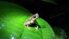 Ingerophrynus divergens