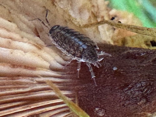 Common Striped Woodlouse