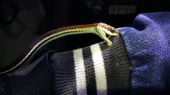 Dendrelaphis caudolineatus