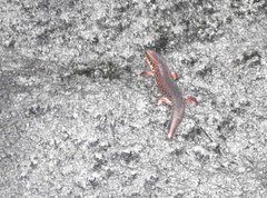 Ateuchosaurus chinensis