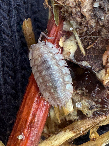 Common Shiny Woodlouse