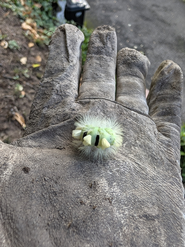 Pale Tussock Moth