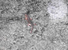 Ateuchosaurus chinensis