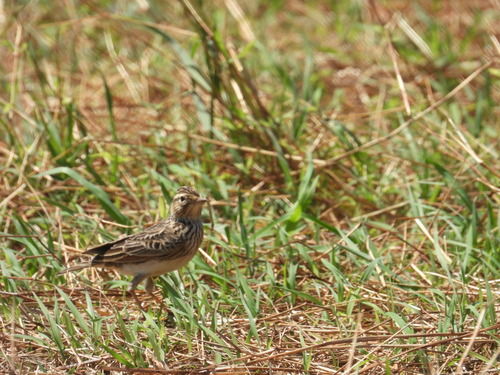 Alauda gulgula observed 2026-10-10