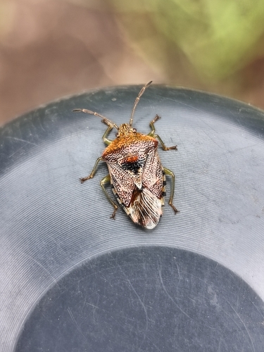 Parent Bug