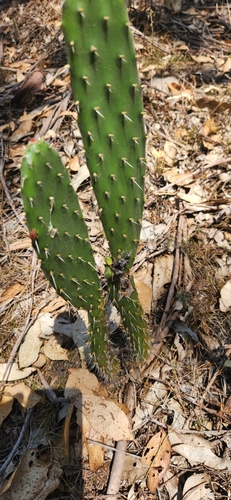 Woollyjoint Pricklypear
