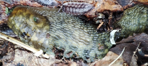 Limacus maculatus, 2026-10-12