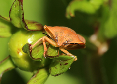 Carpocoris fuscispinus