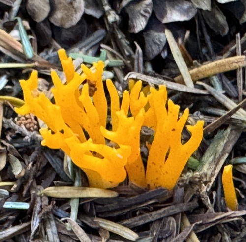 Jelly-antler