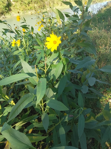 Jerusalem artichoke