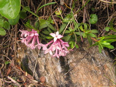 Daphne striata