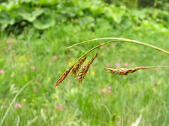 Carex sempervirens