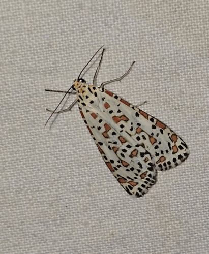 Crotalaria moth