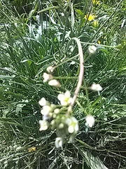 Capsella bursa-pastoris