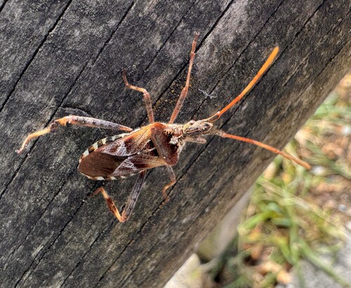 Western Conifer Seed Bug