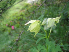 Aquilegia alpina