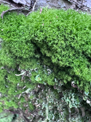 Orthodicranum montanum, 2026-10-12