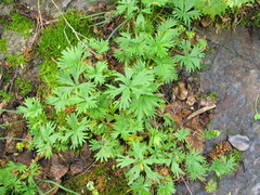 Alchemilla pentaphyllea