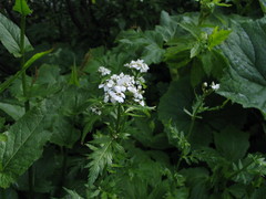 Achillea macrophylla